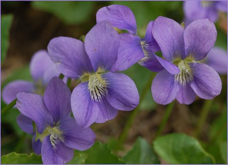 Unknown Violet, Viola sp