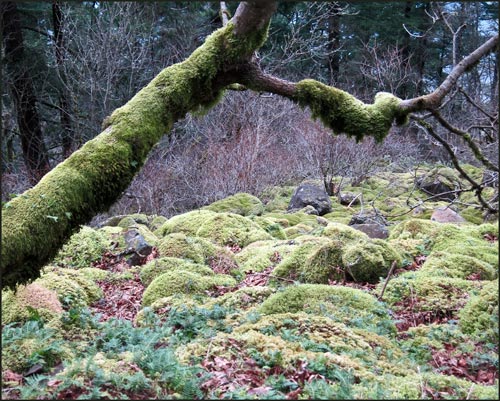 Douglas Fir Forest