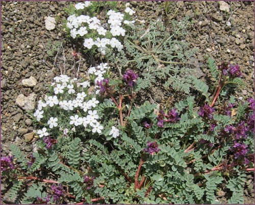 Milkvetch, Astragalus sp