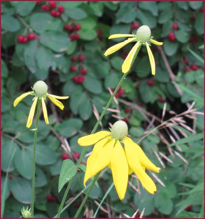 Green Headed Coneflower, Rudbeckia laciniata