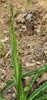 Wavy Leaf Soap Plant, Chlorogalum pomeridianum